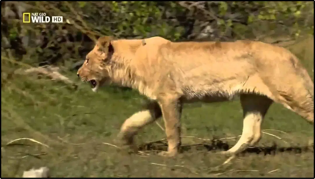 Step 5: Digital signage software interface showing Live DTH app output in digital screen