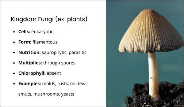 An image shows short details about fungi using microlearning methodology.